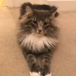 Horten, az egyéves norvég erdei macska kék