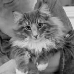 Horten, az egyéves norvég erdei macska kék