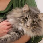 Horten, az egyéves norvég erdei macska kék