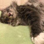 Horten, az egyéves norvég erdei macska kék