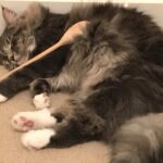 Horten és a fárasztó konyhai munkák norvég erdei macska kék