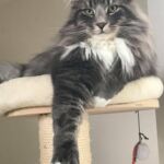 Horten, az egyéves norvég erdei macska kék