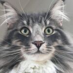 Horten, az egyéves norvég erdei macska kék