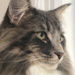 Horten, az egyéves norvég erdei macska kék