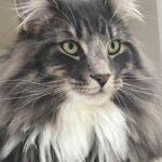 Horten, az egyéves norvég erdei macska kék