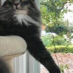 Horten, az egyéves norvég erdei macska kék