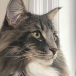 Horten, az egyéves norvég erdei macska kék