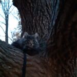 Ivar és Aslaug kalandjai