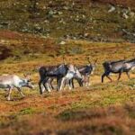 Børgefjell Nemzeti Park állatvilága