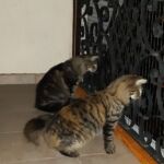 Ivar és Aslaug kalandjai