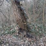 Ivar és Aslaug kalandjai