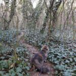 Ivar és Aslaug kalandjai