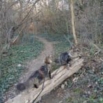 Ivar és Aslaug kalandjai