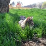 Ivar és Aslaug kalandjai