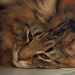 Uhura a varázslatos, mint egy kisoroszlán...