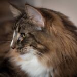 Uno és a tökéletes norvég erdei profil :)