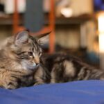 Uhu, a költözés után