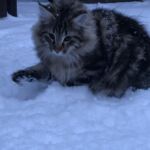 Első hetek- első tél