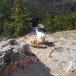 Napi séta Miloval a hegyen