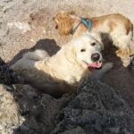 Napi séta Miloval a hegyen