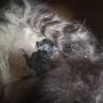 Itt már látszott, hogy kék