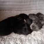 Egy kupac fényes csillag