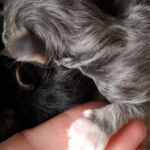 Az alomban a legnagyobb