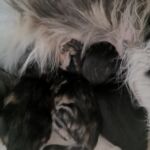 Hatalmasak és ügyesek