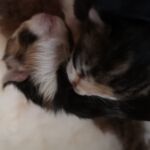 Lányok - Love és Hope