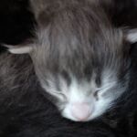 A legújabb kis kékség