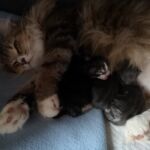 Lora pihen a picikkel