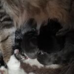 Norvég erdei cicakupac