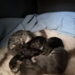 A Nordic Verden legifjabbjai