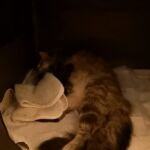 Hayley közvetlenül a szülés után