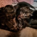 Az élet első napjai