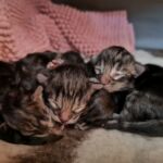 Az élet első napjai