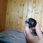 Micsoda egyenes profil