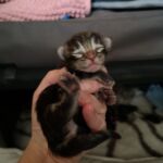 Az élet első napjai