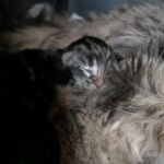 Az élet első napjai