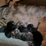 Kezdenek gömbölyödni...