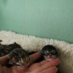 Ambere (nt 22) és nem amber (n22) közötti különbség