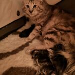 Viva nagyon jó anyuka lett