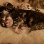 Az élet első napja