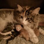 Az élet első órái, napjai