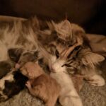 Az élet első órái, napjai