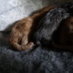 Az élet első órái, napjai