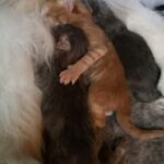 Az élet első órái, napjai