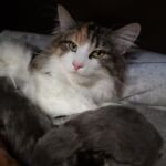 German Sagas & Fairy Tales alom első két hét