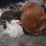 German Sagas & Fairy Tales alom első két hét