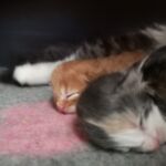 German Sagas & Fairy Tales alom első két hét